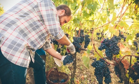 Cumuler RSA et emploi agricole dans le Nord : une mesure qui ne prend pas
